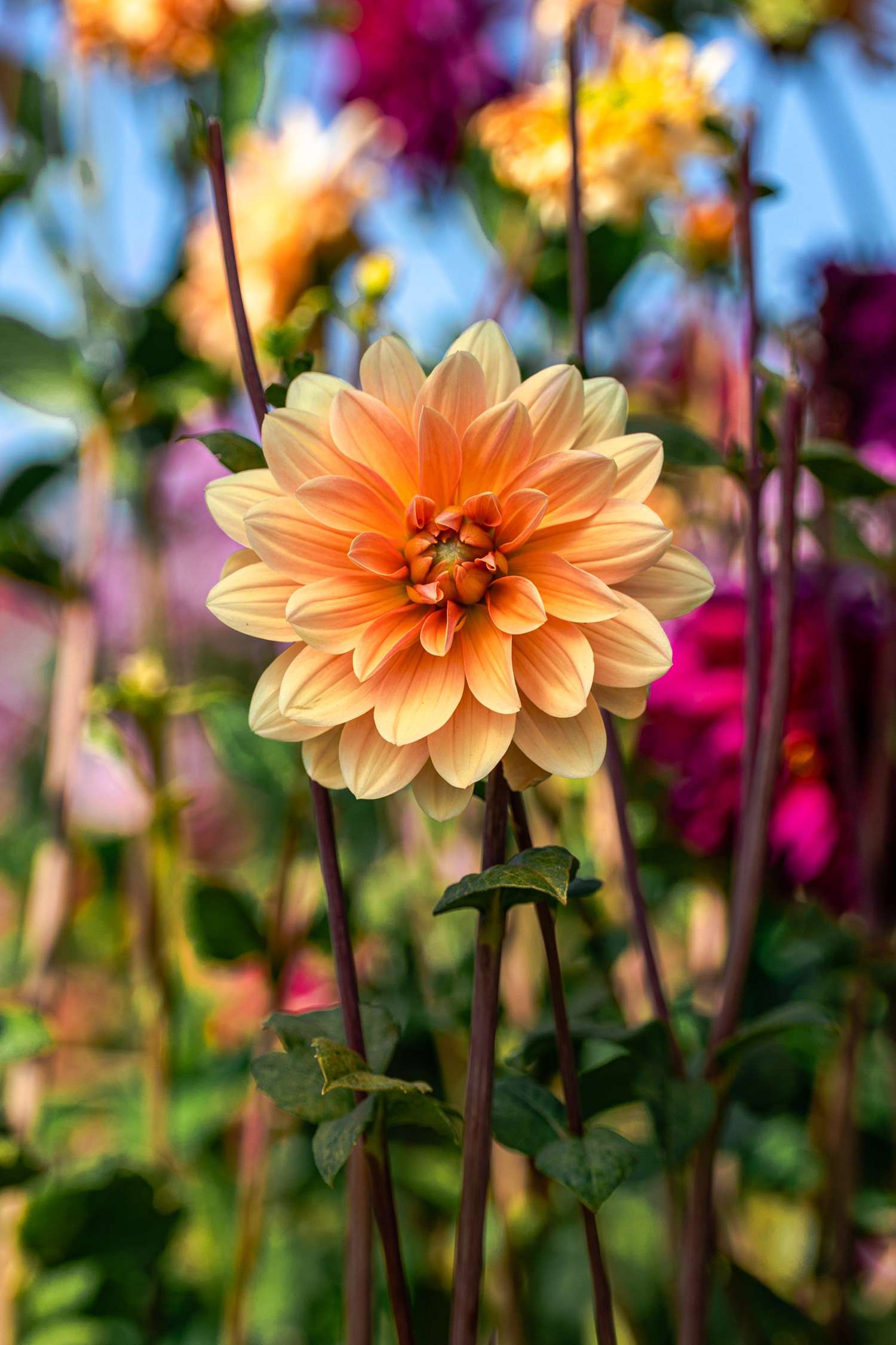 Daalia 'Apricot Desire'